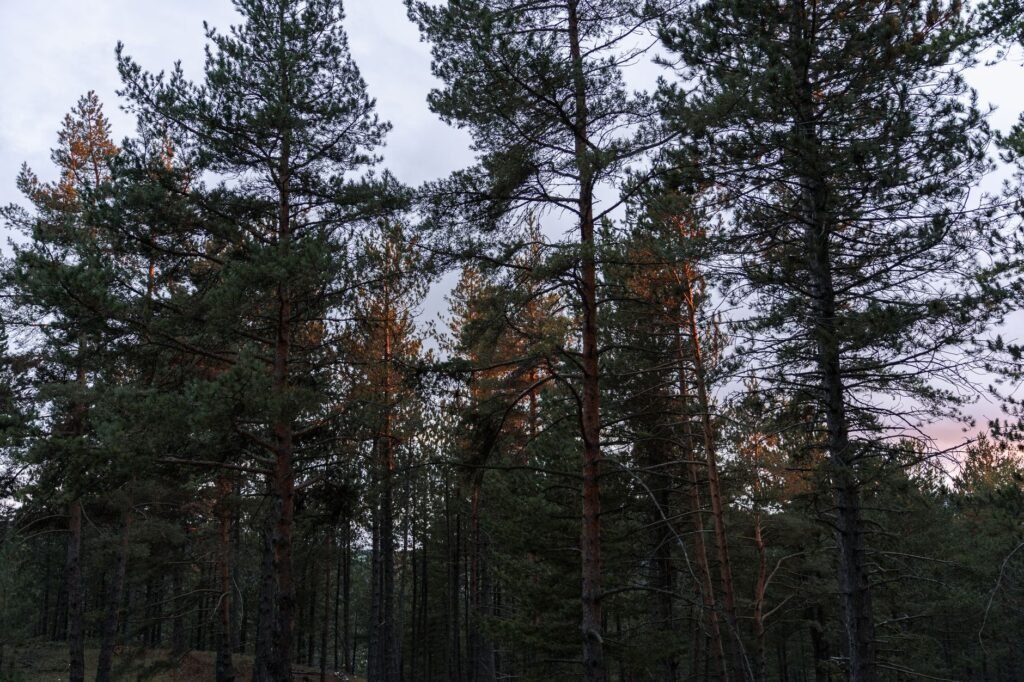 Tall pine trunks silhouetted against a pale evening sky