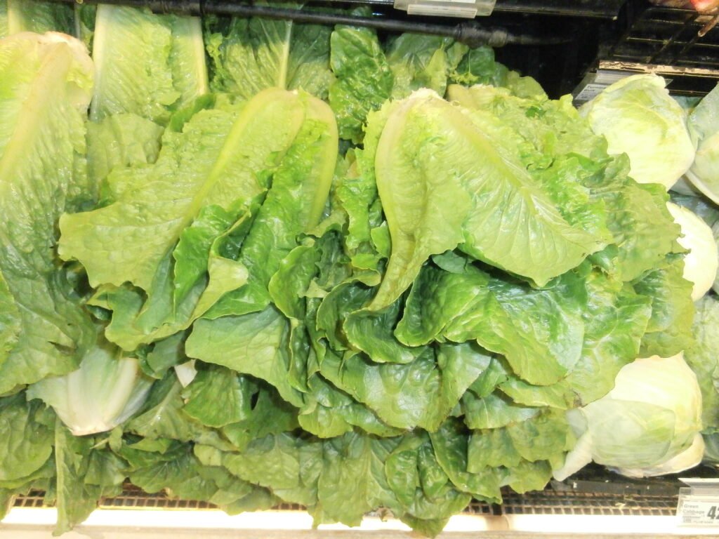 Stack of romaine lettuce heads