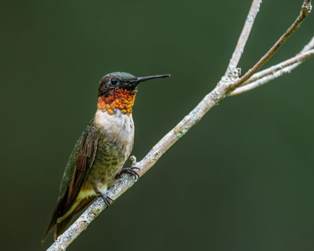 Hummingbird with a red throat perched on a thin pale twig against a dark green background