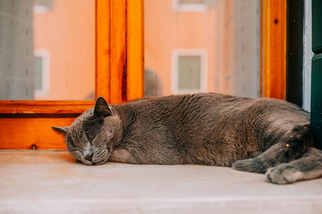 Gray cat sleeping stretched out on a windowsill beside an orange wooden window frame