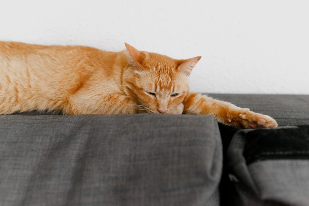 Orange tabby cat stretched out asleep along the top of a gray sofa