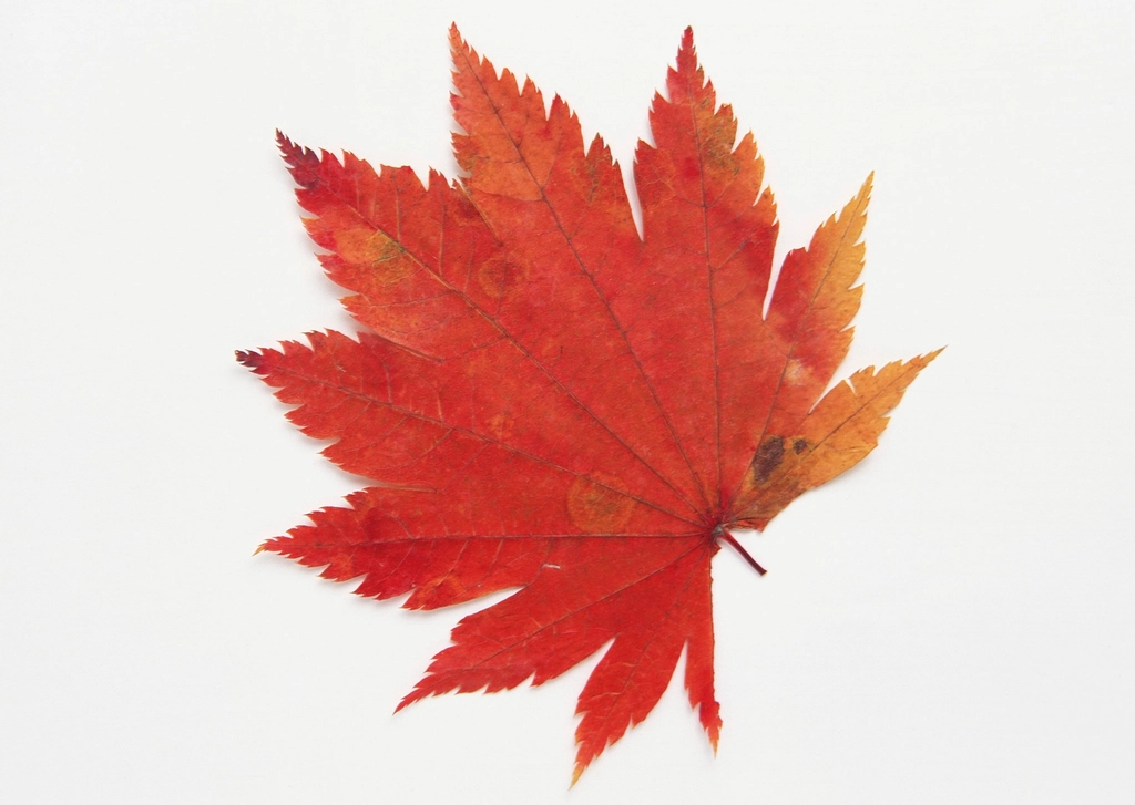 Red Maple Leaf