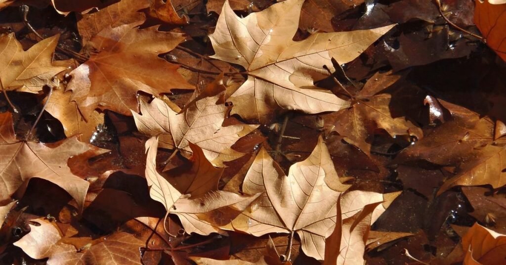 Maple leaf, Autumn seasonal background