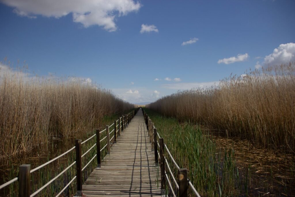 A scenic wooden footbridge stretches through a lush marsh under a bright blue sky