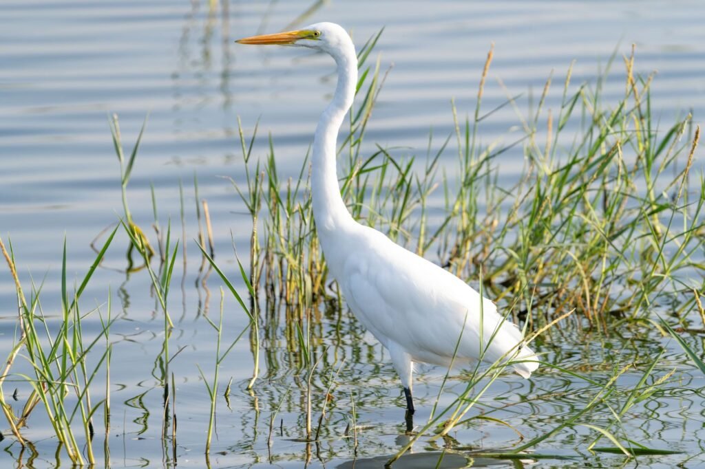 White egret with a yellow bill standing among green reeds in shallow water