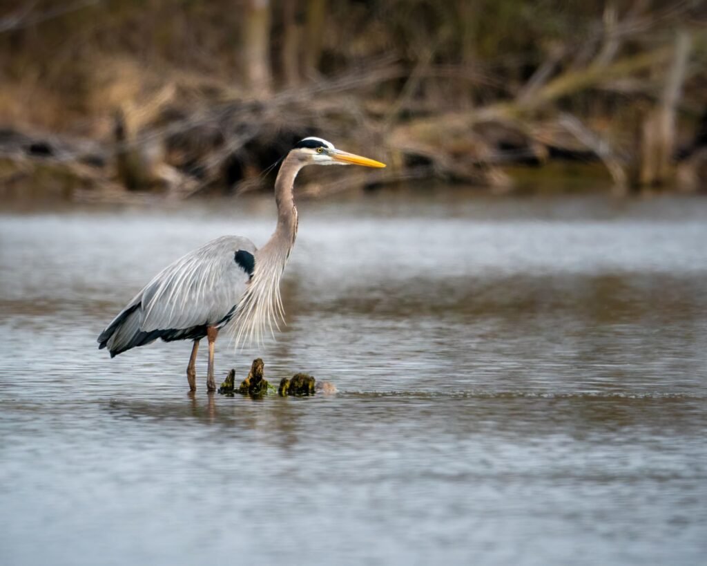 Gray heron wading in calm shallow water with dry reeds along the bank behind it