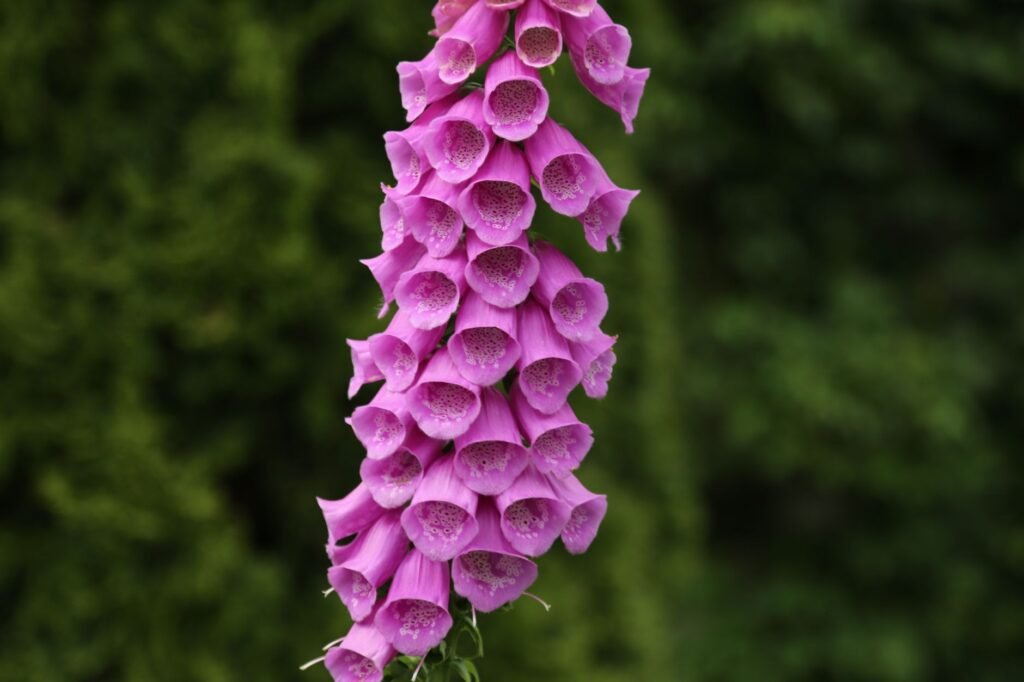 Close-up of vibrant pink foxglove flowers blooming outdoors in Minsk's lush garden