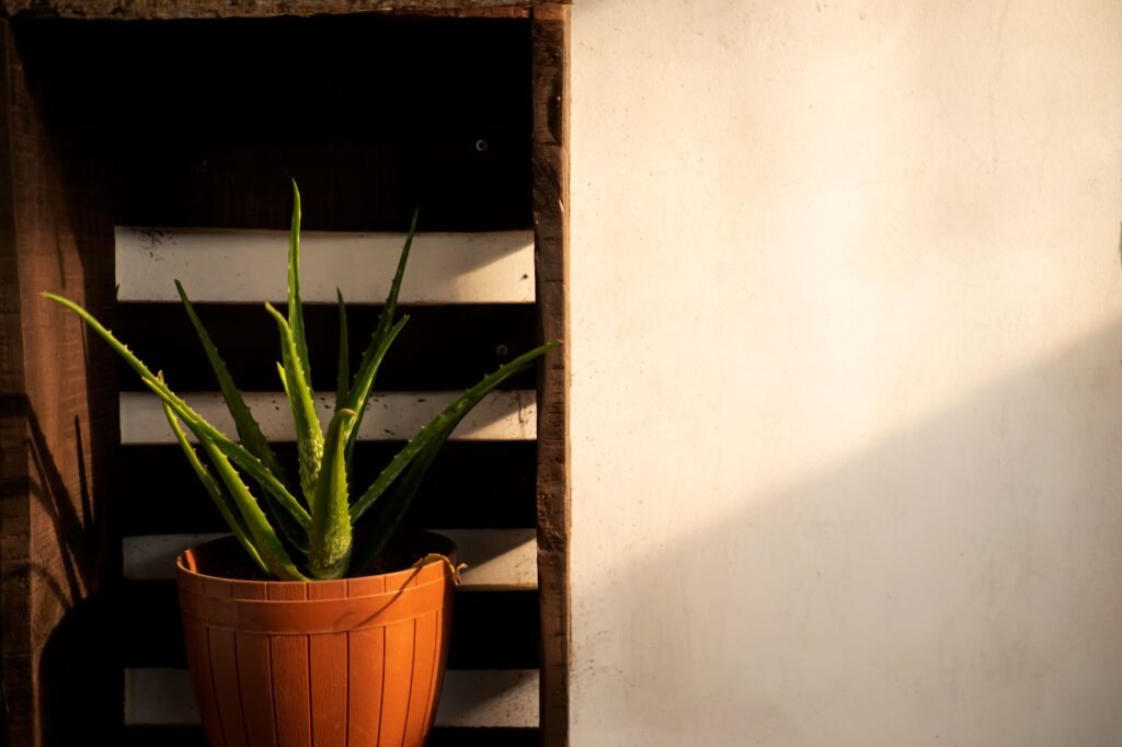 Aloe vera plant in a pot against a wooden backdrop with ample copy space, bathed in soft sunlight