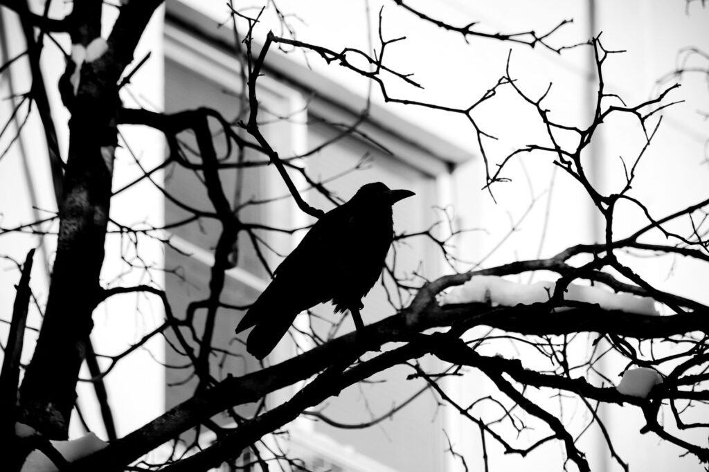 Black bird silhouetted on bare tangled branches in stark black and white