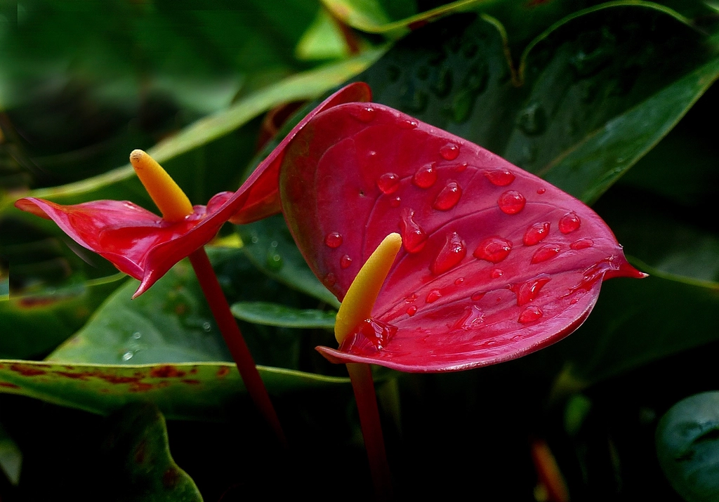 Anthurium, is genus 1000 species