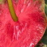 How to Propagate Anthurium: Division and Stem Cuttings