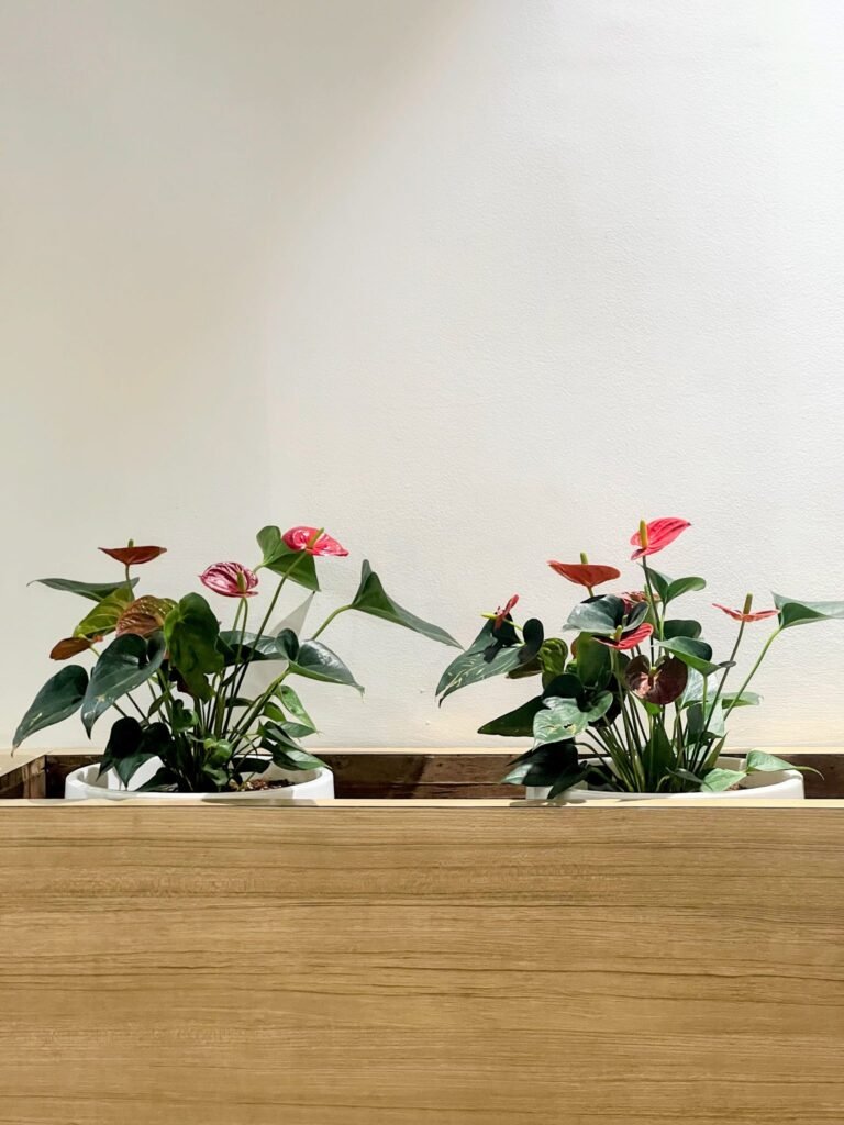 Two pots of Anthurium plants with glossy dark green leaves and bright red-pink flowers are displayed on a w...