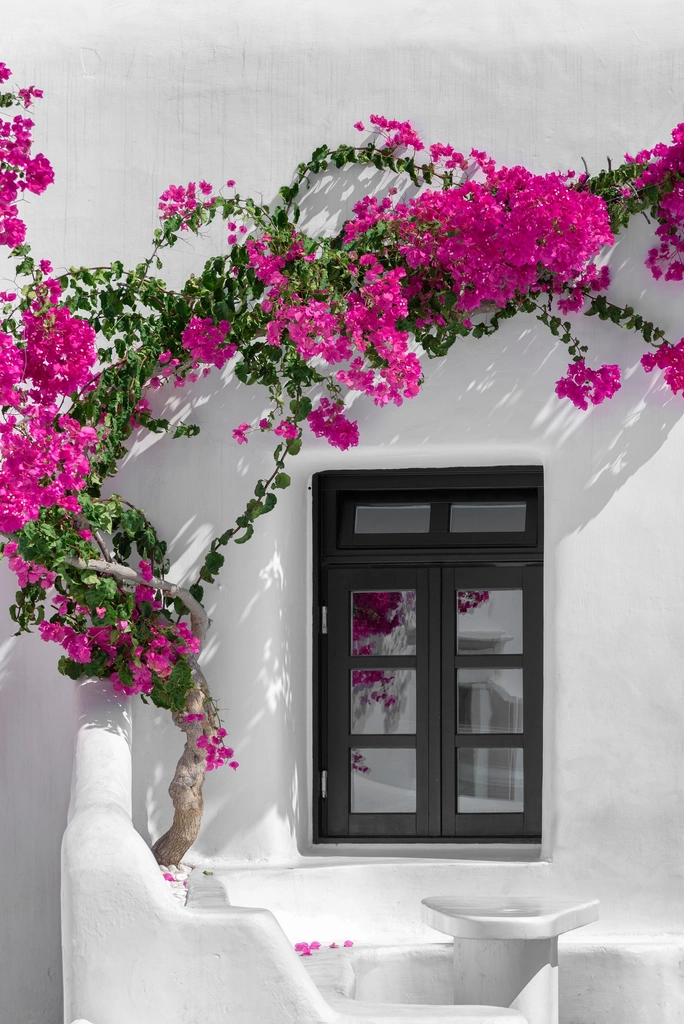 Pink bougainvillea flowers on wall