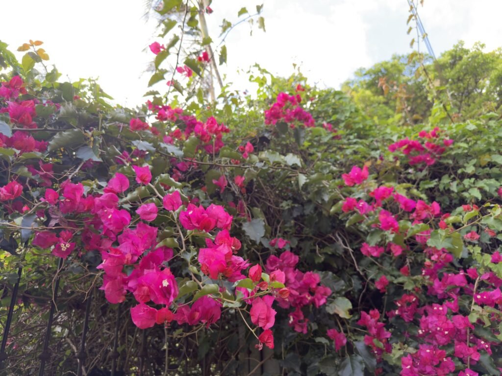 A vibrant cluster of bright pink bougainvillea flowers spreads across a lush, leafy backdrop, with tangled ...