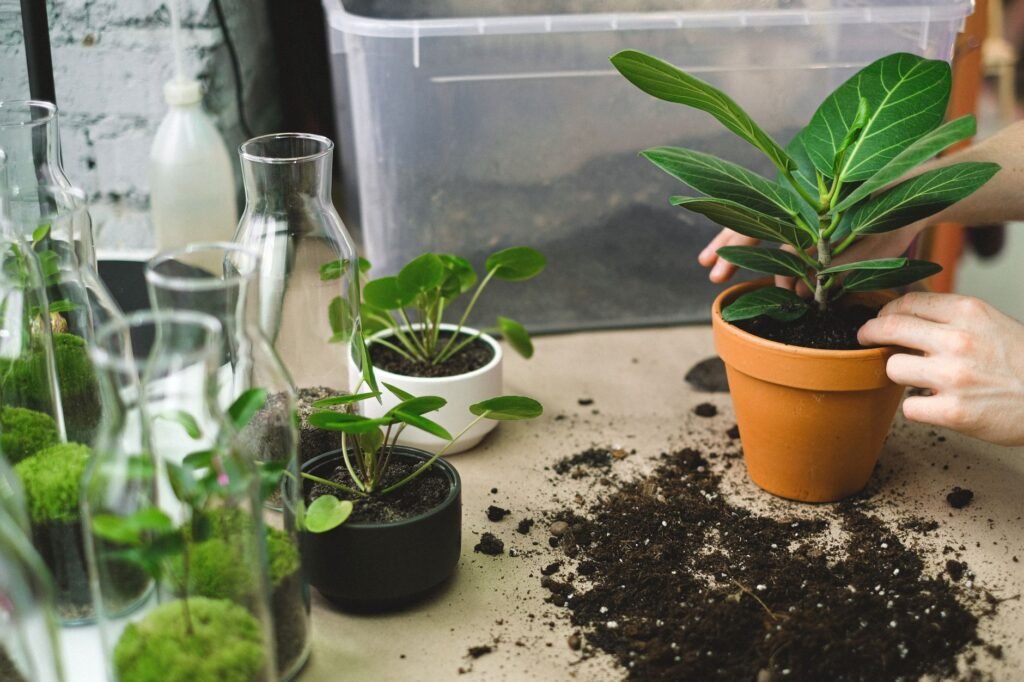 A young ficus plant in a terracotta pot on a potting table beside glass propagation jars