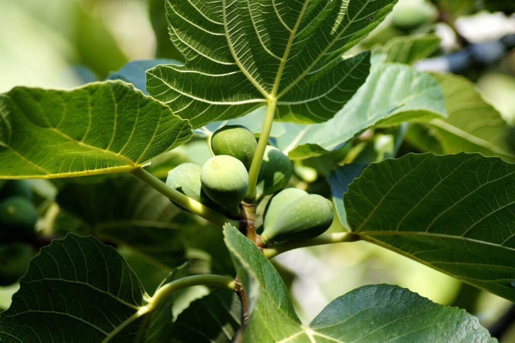 Bare fig branch cuttings