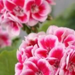 How to Propagate Geraniums From Cuttings Step by Step