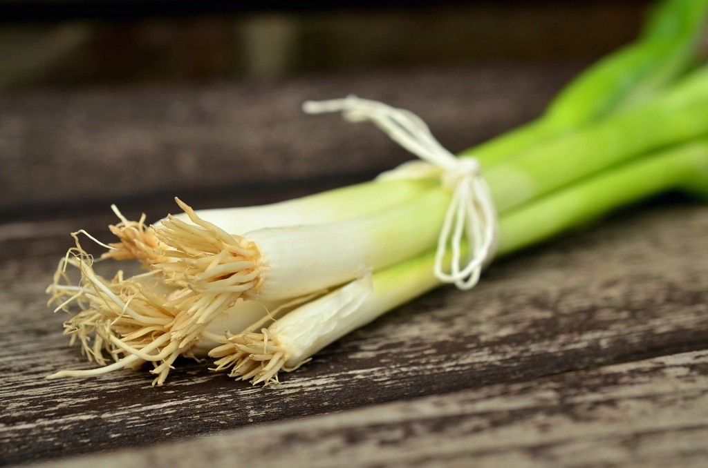 Spring onion roots in water