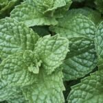 How to Propagate Mint From Cuttings in Water or Soil