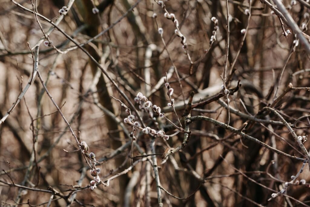 Leafless shrub twigs in winter with small dormant buds