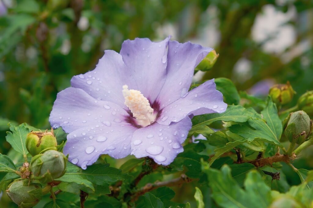 A vibrant purple hibiscus flower with raindrops on its petals, set against fresh green leaves