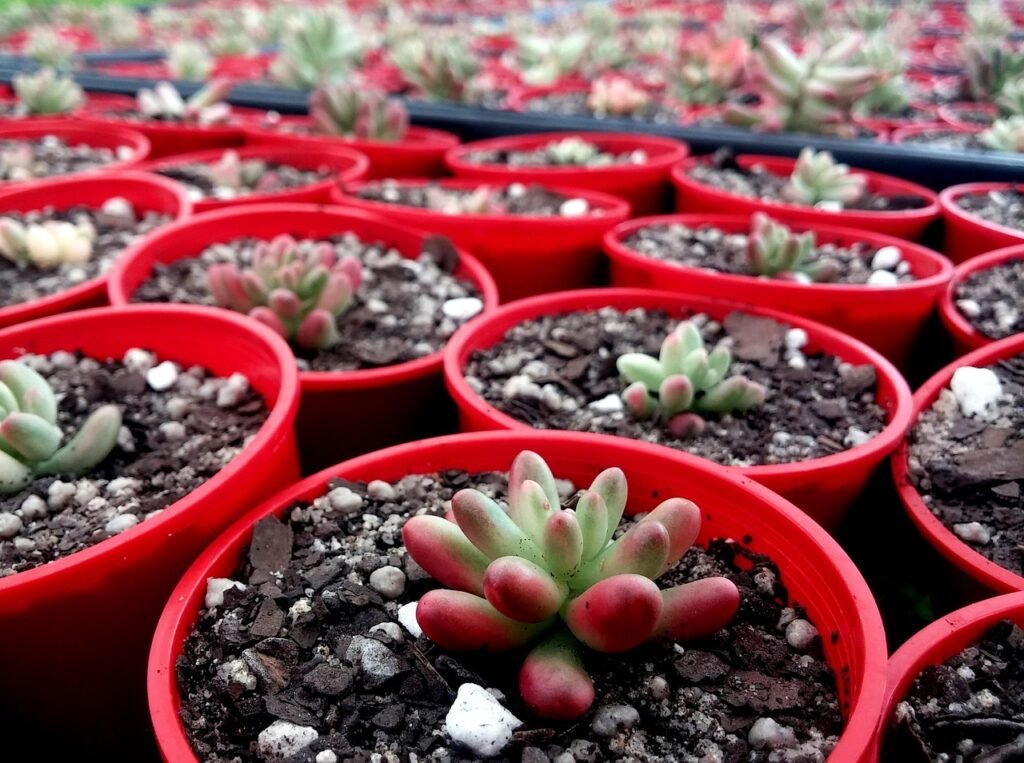 Tiny succulent pup growing