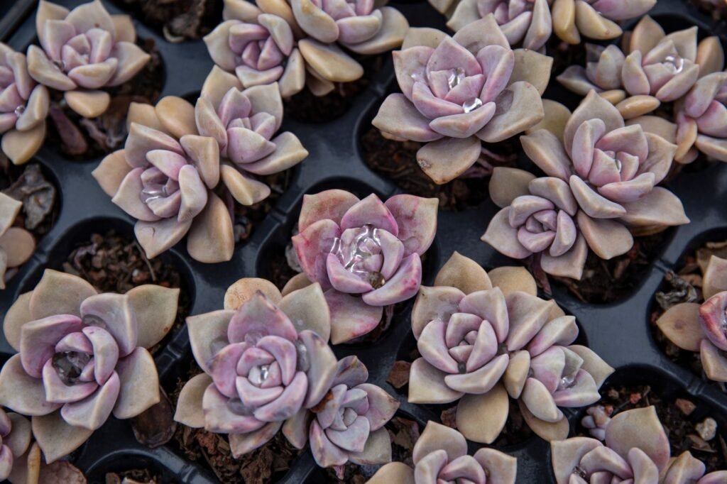A detailed shot of pink and beige graptoveria succulents in a seedling tray