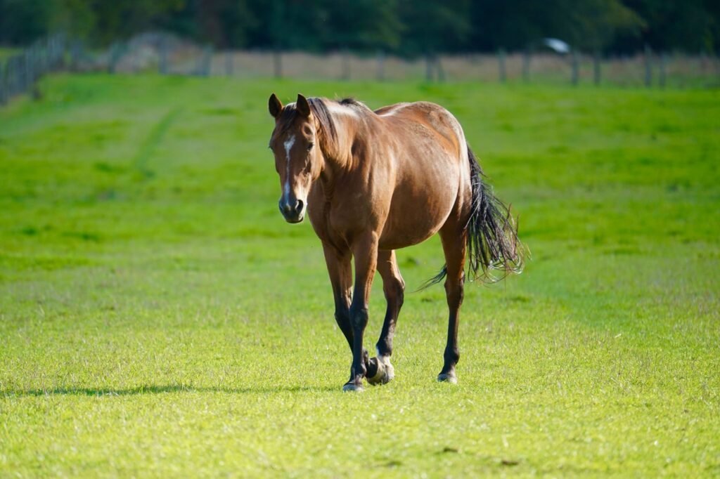 Brown horse with a dark mane and tail walking across a bright green pasture
