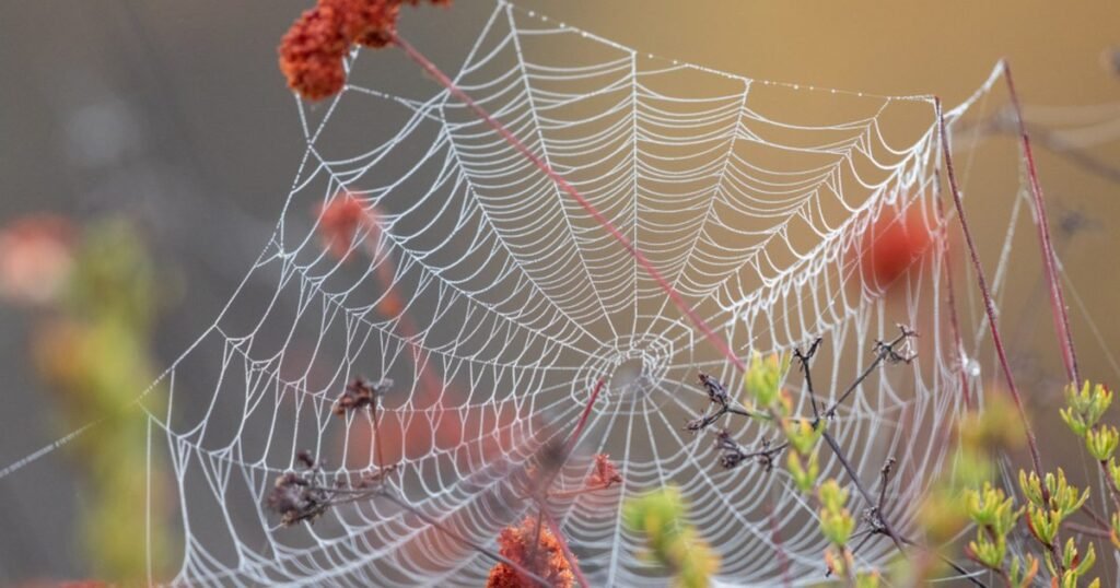 Spider Web