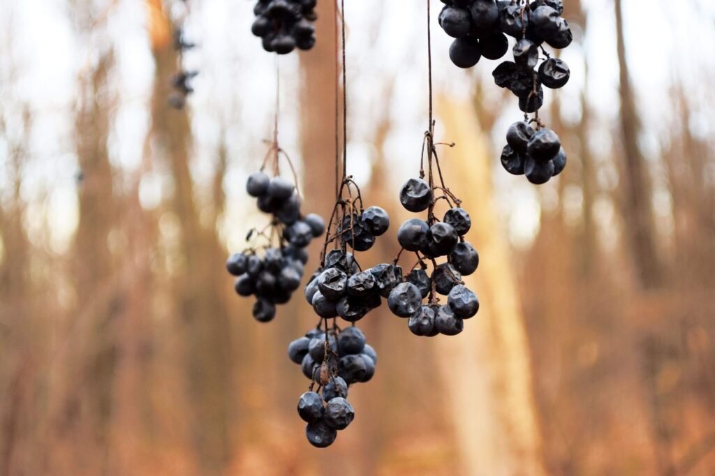 Close-up of dried black grapes hanging on twigs in a natural outdoor setting