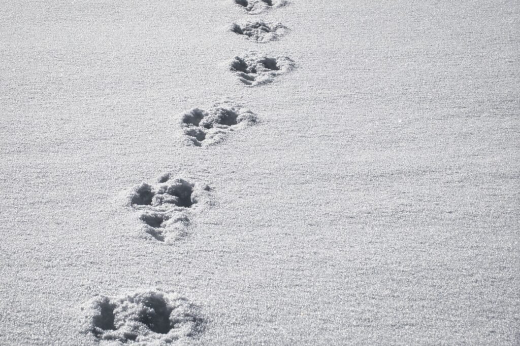 A trail of animal footprints in pristine snow captures the essence of winter solitude