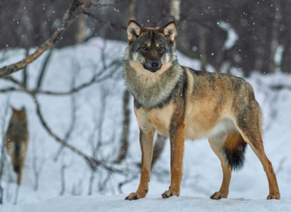 Wild wolf standing alert in a snowy forest, showcasing its natural beauty