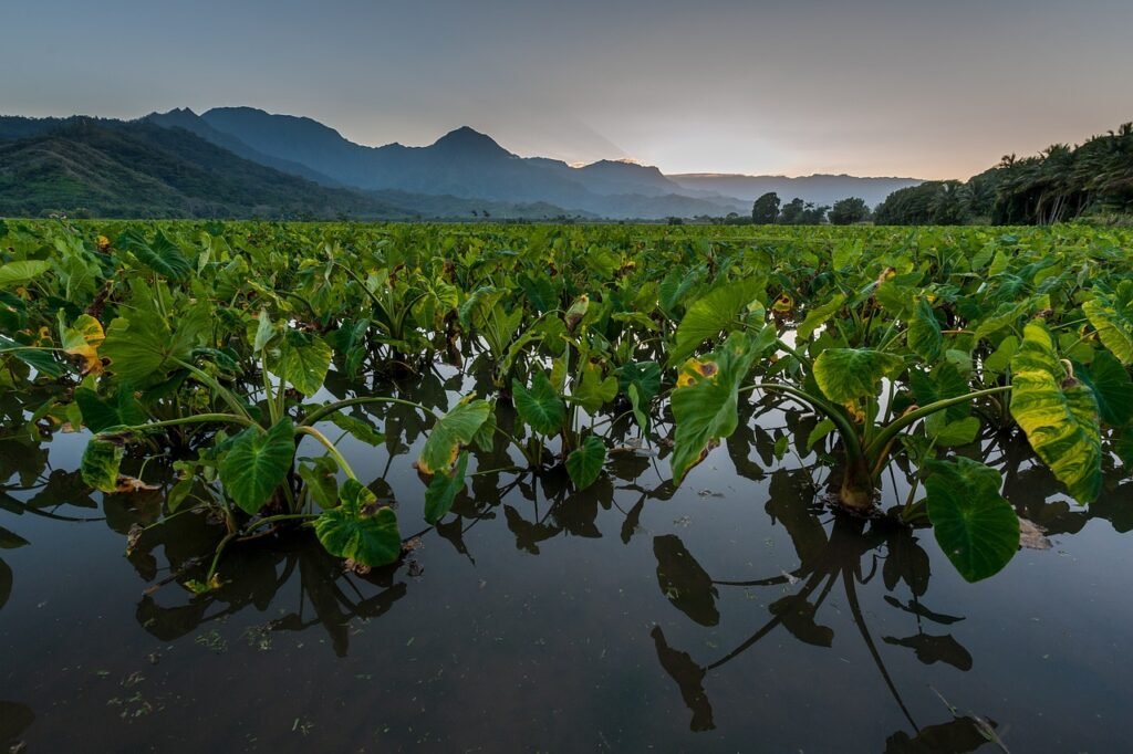 Rows of broad leaved plants growing in a flooded field beneath mountains at dusk