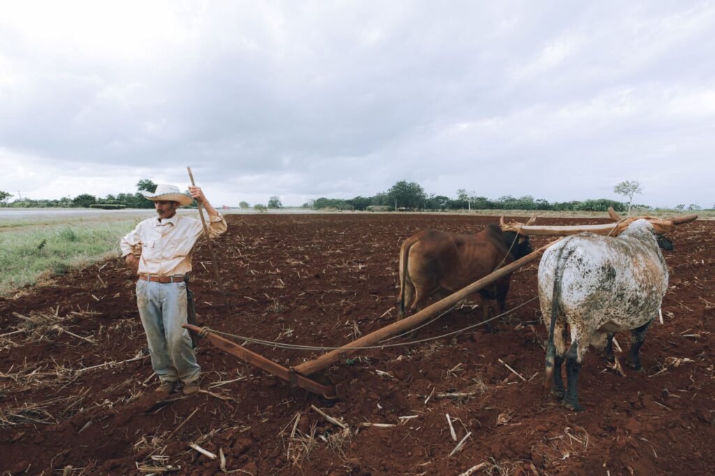 A farmer plowing a field with oxen showcasing traditional agricultural methods