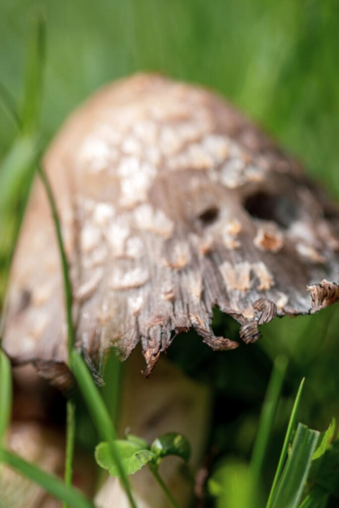 Mushroom Fungus