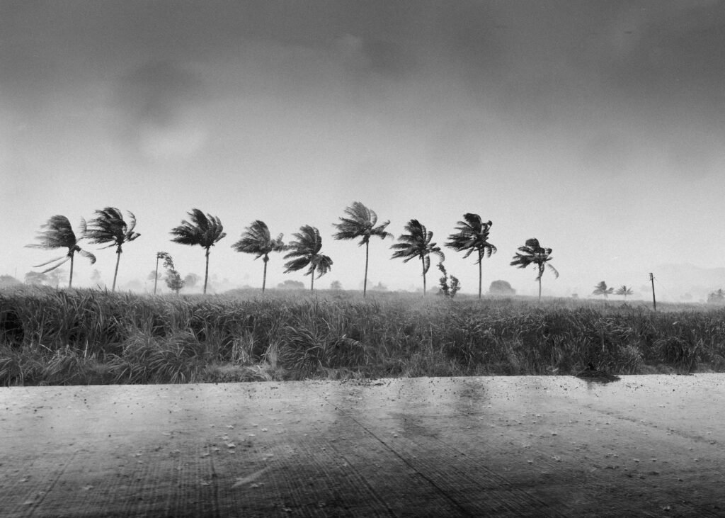 Row of palm trees bending in wind and rain under a stormy gray sky