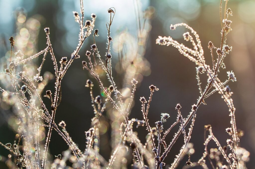 Frost covered dried plant stems glowing in low winter sunlight