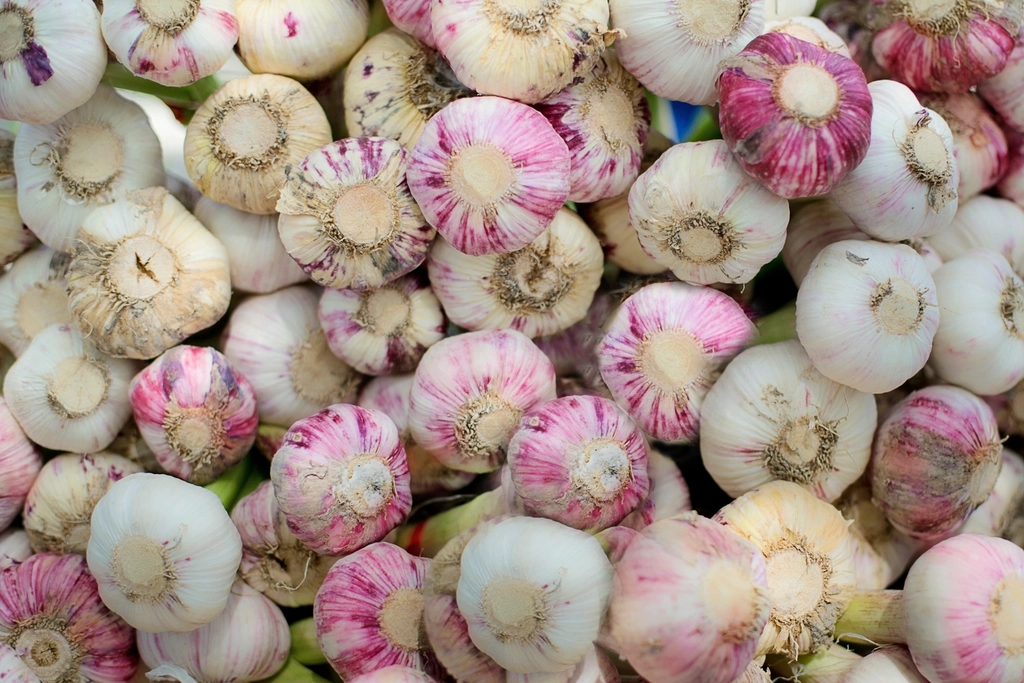 Hands planting garlic cloves in soil