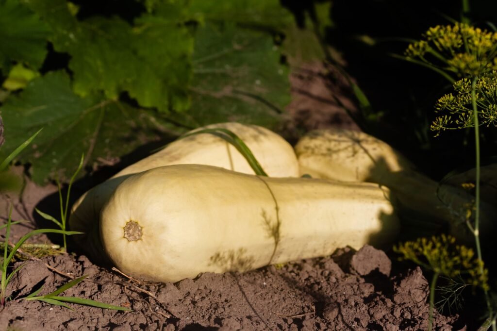 Sunlit close-up of butternut squash growing in garden soil surrounded by green leaves