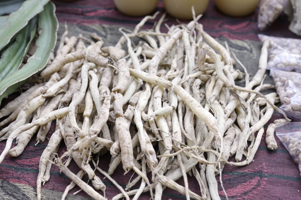 Close-up of dried white musli roots arranged on cloth, showcasing traditional herbal medicine