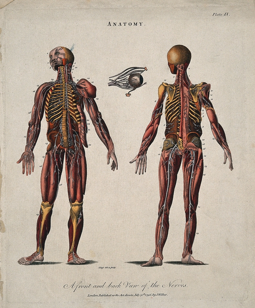 Ecorché figures showing nerves: front
