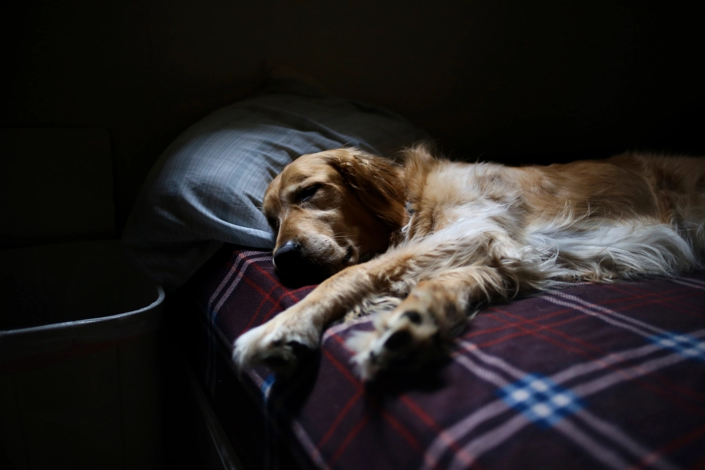 golden retriever sleeping bed