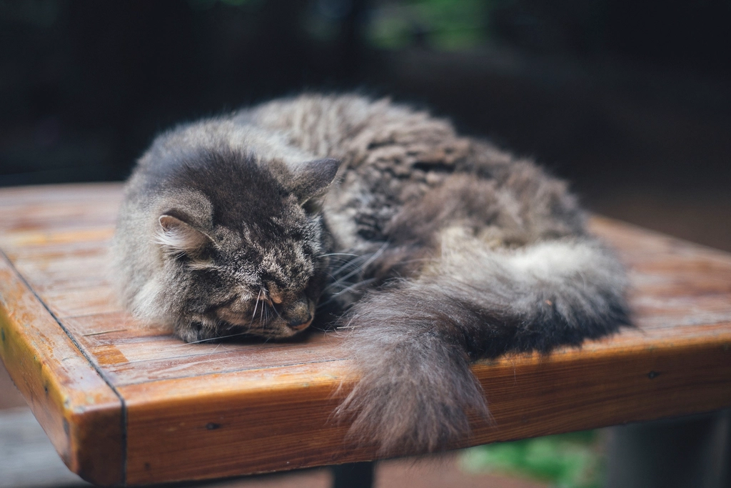 Persian cat sleeping on sofa