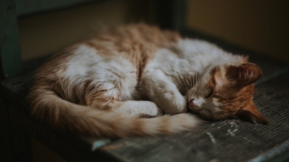 Brown Cat