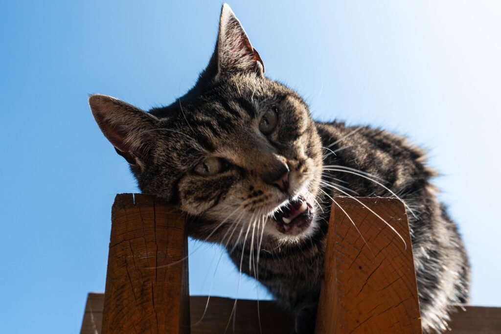 Cat beside empty food bowl