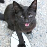 Why Is My Cat Meowing So Much All of a Sudden?