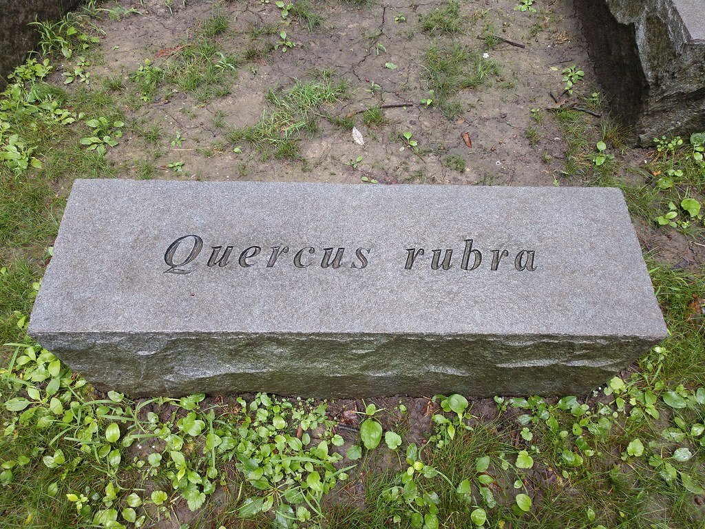 Quercus rubra