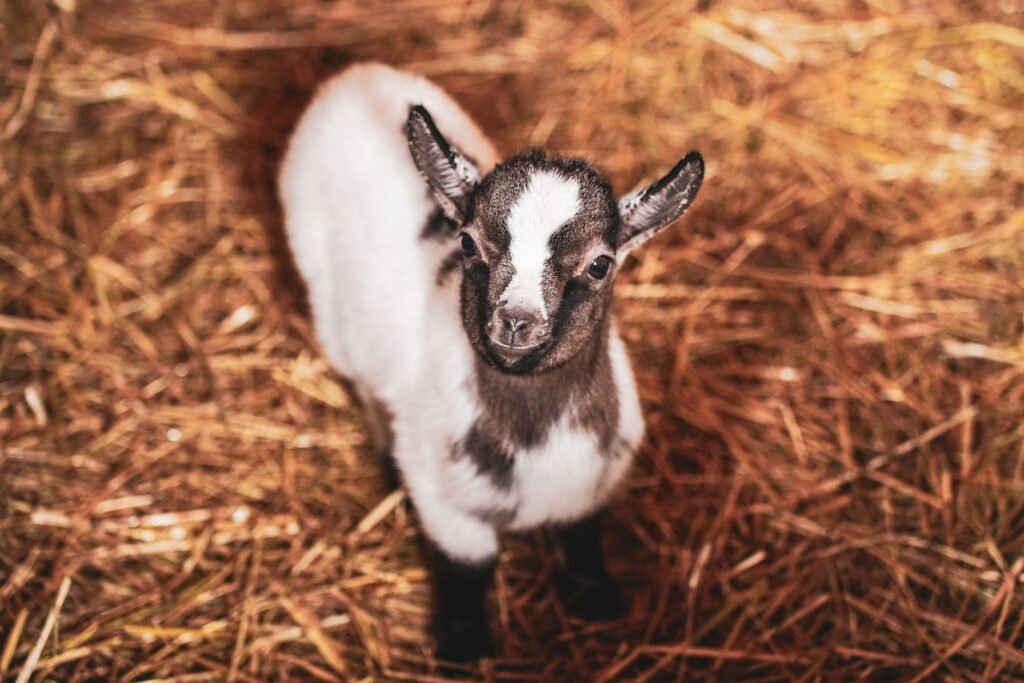 Young black and white goat standing in golden straw looking at the camera