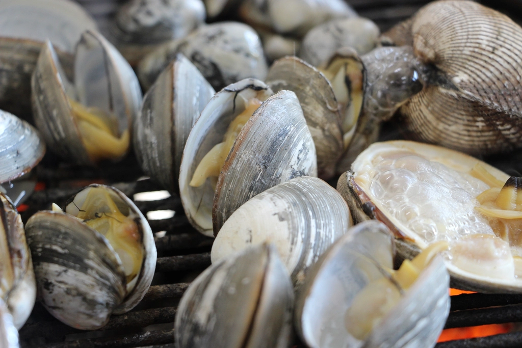 Raw seafood, clams & shells